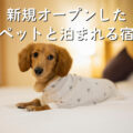2023年に新規オープンしたペットと泊まれる宿